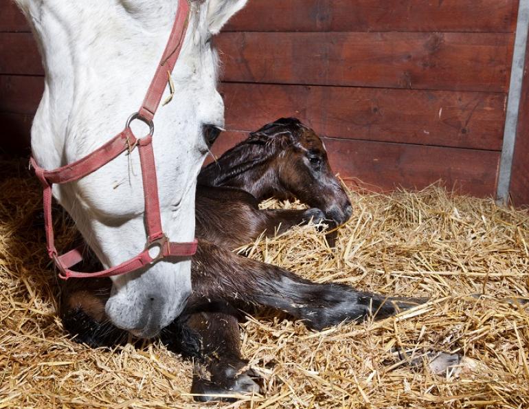 Gestation Period Of Horses - How Long are Horses Pregnant